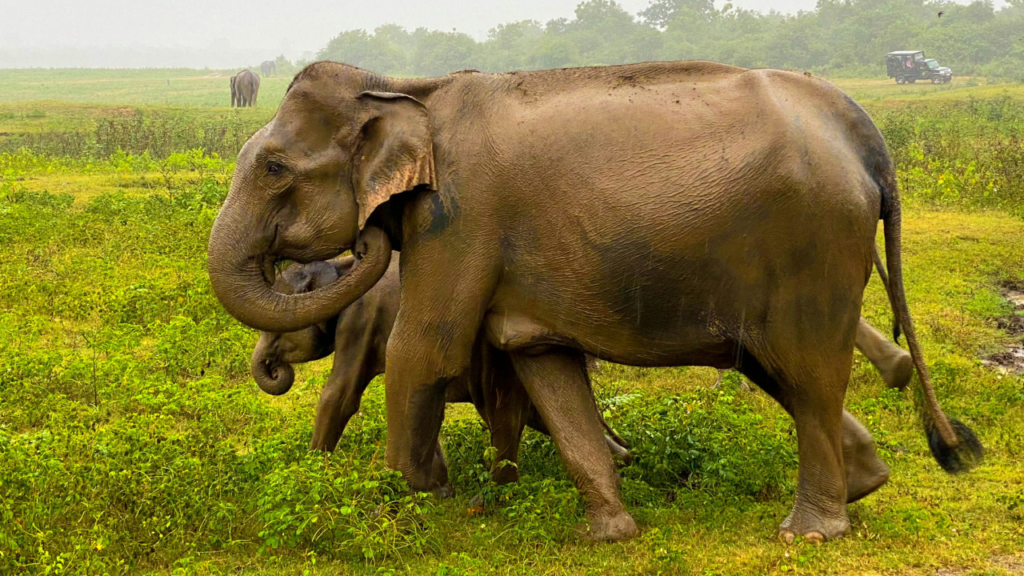 Udawalawa Safari