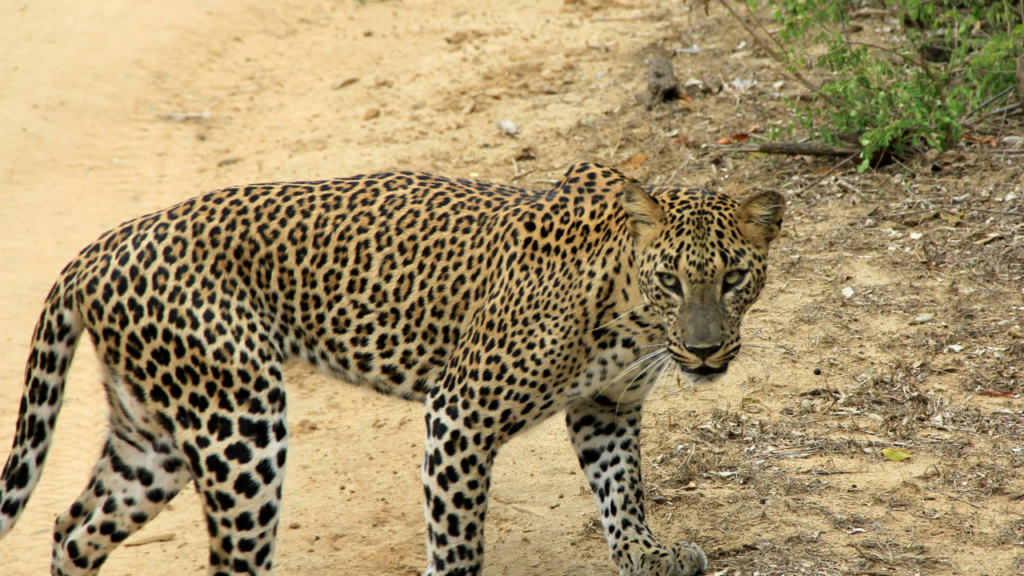 Yala Safari