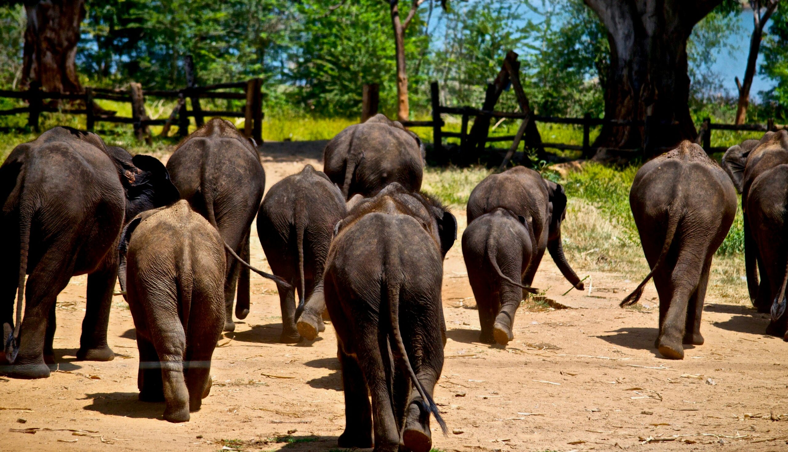 Udawalawa Safari