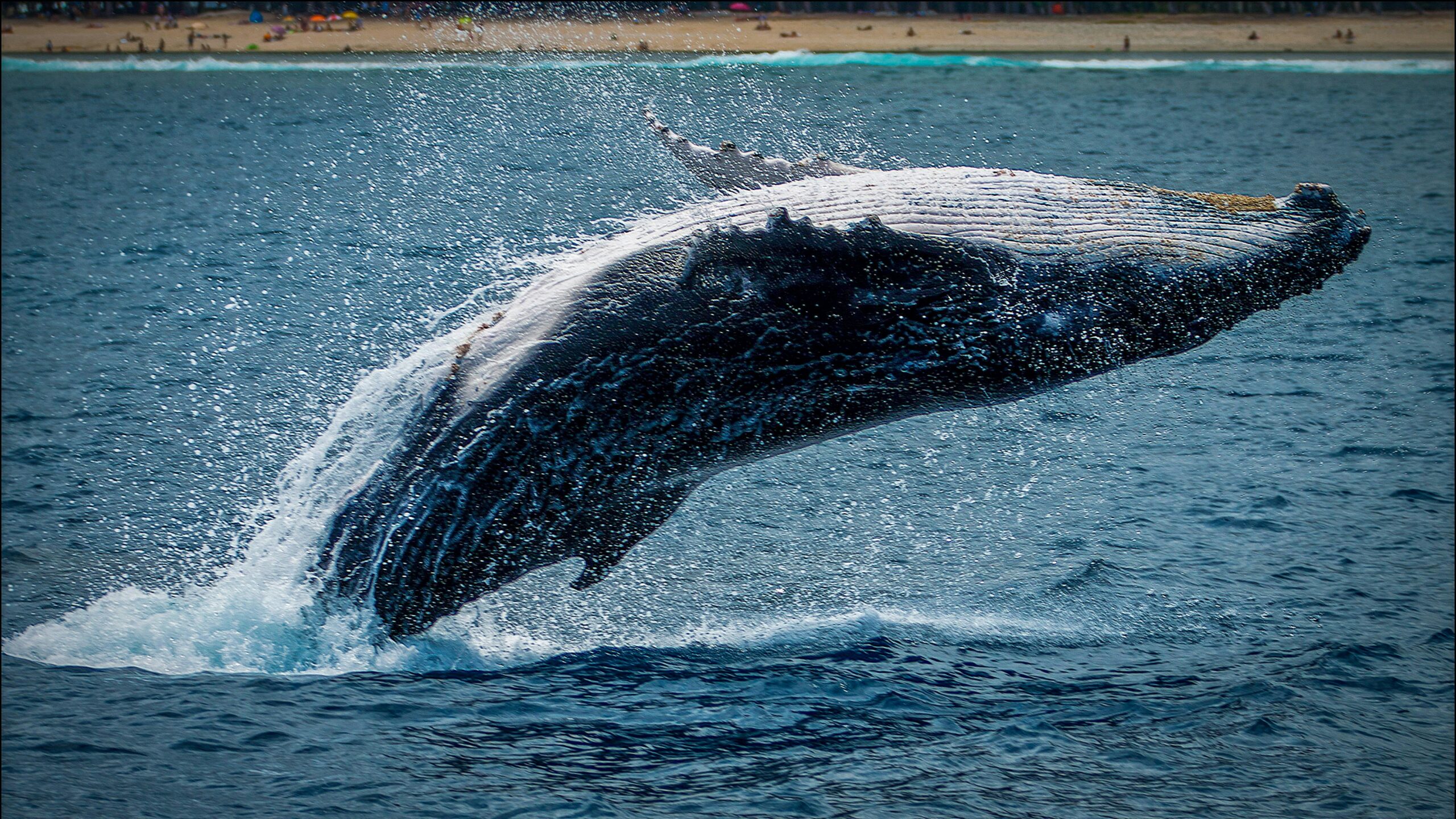 Whale Watching: Mirissa