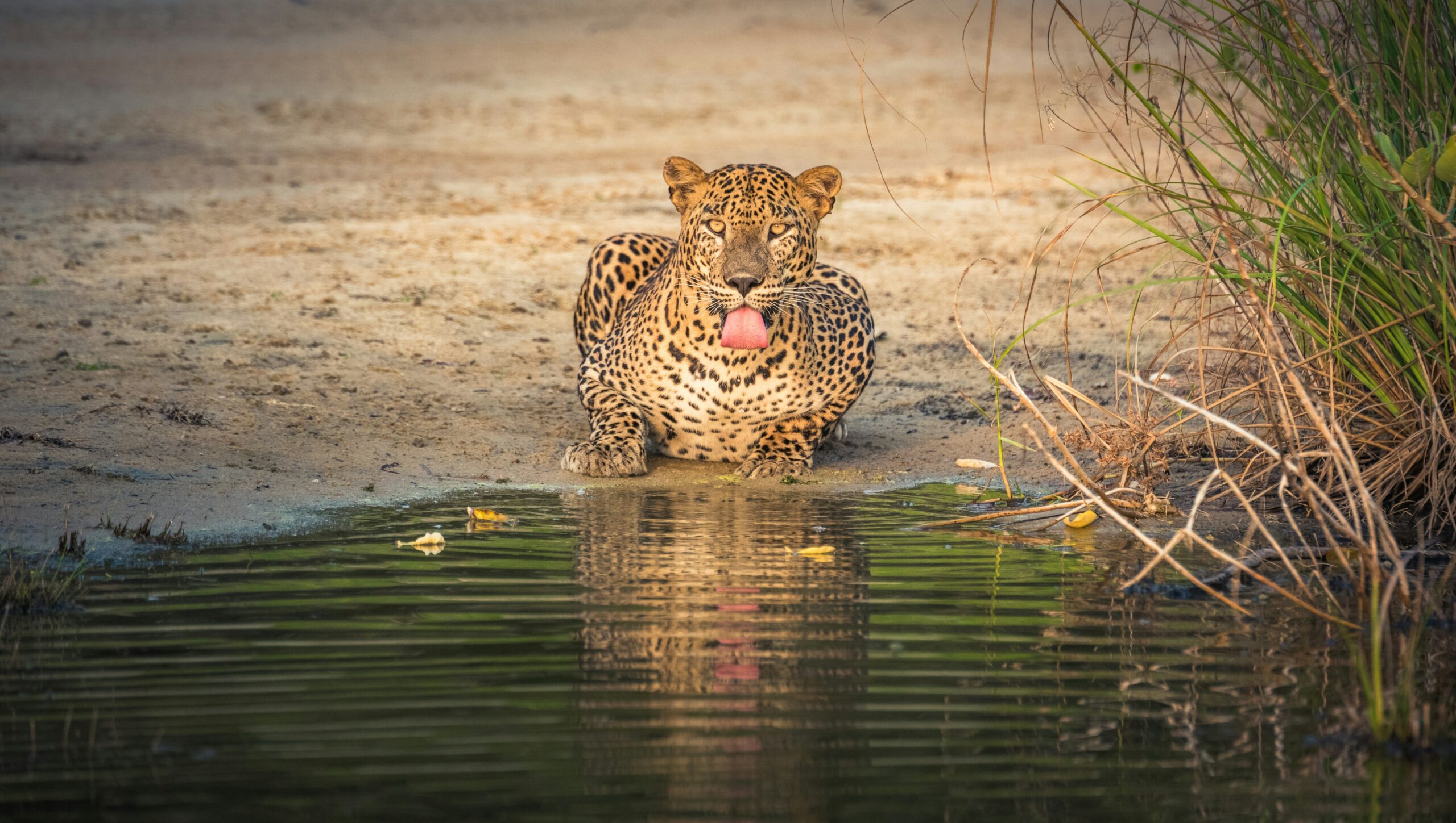 Yala Safari