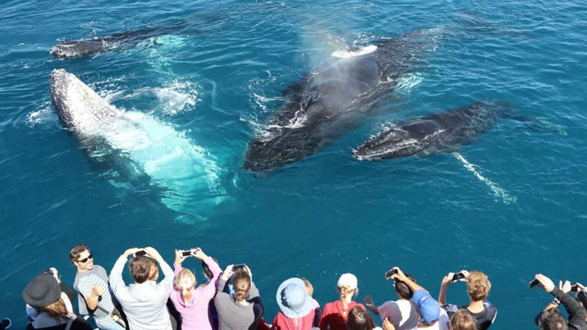 whale watching mirissa